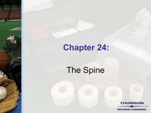 Chapter 24 - The Spine