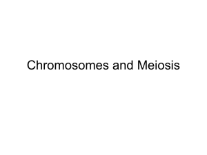 Chromosomes and Meiosis