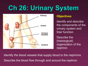 Martinini and Timmons: Human Anatomy Ch 26: Urinary System
