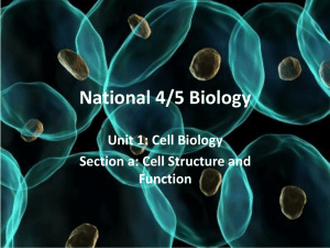 Cell structure and function animal and plant cells