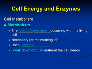 Cell Energy and Enzymes