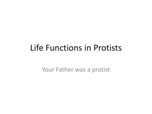 Life Functions in Protists