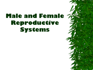 Male & Female Reproductive System