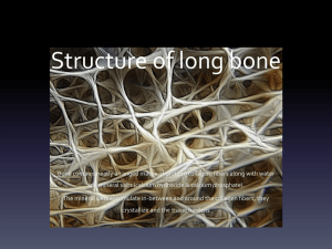 Structure of long bone - Sport, Exercise and Health Science