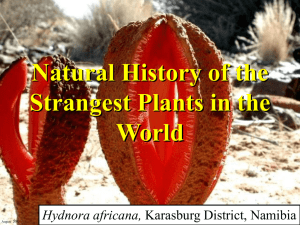 Natural History of the Strangest Plant in the World