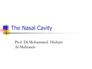 The Nasal Cavity