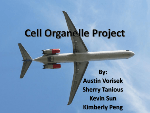 Cell Organelle Project