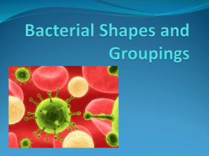 Bacterial Shapes and Groupings