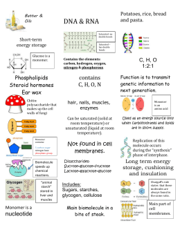 Macromolecules Worksheet #2