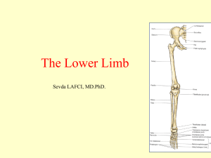 Lower limb bony struct.SL_5