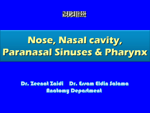 Nose, Nasal cavity & Paranasal sinuses & Pharynx