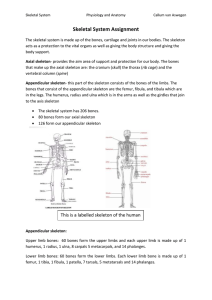 Skeletal System Assignment