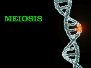 Meiosis - CRCBiologyY11