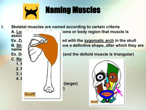 Naming Muscle
