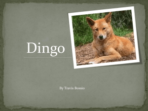 Travis Bossio – Dingo - ECS Junior High Science Class
