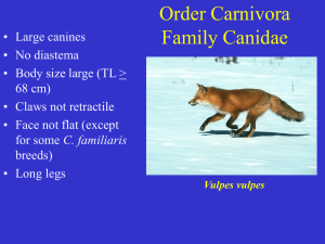 Canis latrans - Natural Resource Ecology and Management