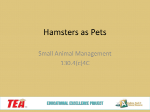 Hamsters - Educational Excellence