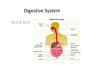 Digestive, Respiratory and Circulatory Systems