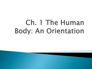 Ch. 1 The Human Body: An Orientation