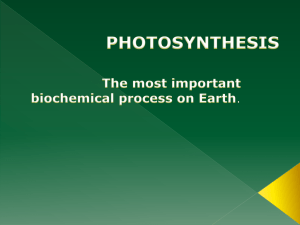 photosynthesis - Archmere Academy