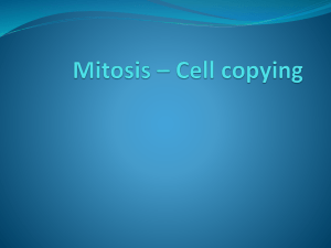 Mitosis – Cell copying