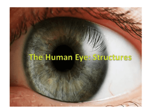 Human Eye PowerPoint