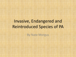 Invasive Species Morgus