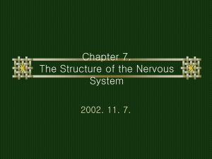 Chapter 7. The Structure of the Nervous System