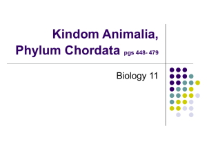 Kindom Animalia, Phylum Chordata