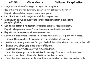 Cell Respiration ch 9