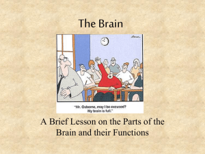 Brain PowerPoint parts 1 & 2