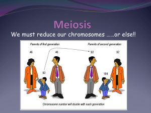 Meiosis I and Meiosis II