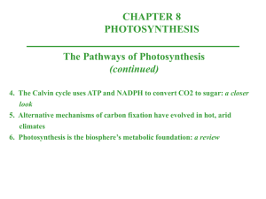 4. The Calvin cycle uses ATP and NADPH to convert CO 2 to sugar