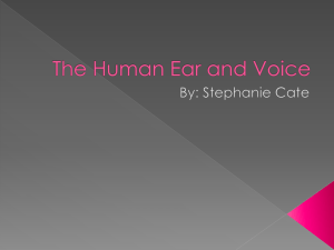 The Human Ear and Voice PHSY 256 Stephanie Cate