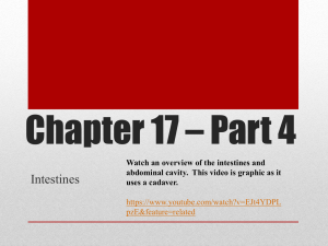Chapter 17 * Part 4 - McCarter Anatomy & Physiology