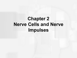 The Nerve Impulse