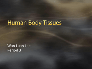 Human Body Tissues - Wan Luan Lee