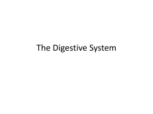 Notes - The Digestive System