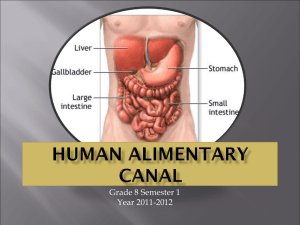 Biology_Human_Alimentary_Canal