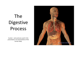Process essay digestion