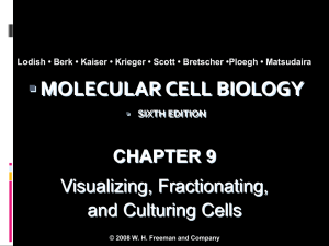 Molecular Cell Biology 6/e