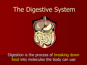 Digestion 2010