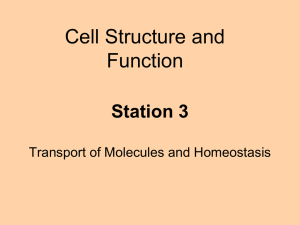 Station 3 - Transport of Molecules and Homeostasis