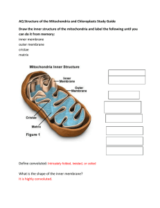 Structure of the Mitochondria and Chloroplasts Study Guide KEY