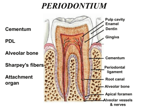 14 Periodontium