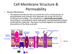 Cell Membrane Structure & Permeability