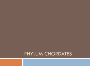 Phylum Chordates