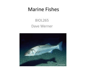 Marine Fishes - BIOL265MarineBiology