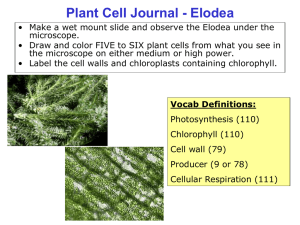Botany Journal #1
