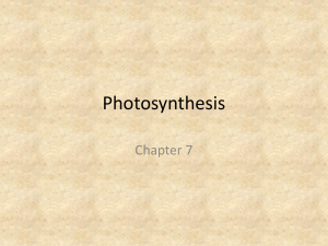 Bio07 Photosynthesis